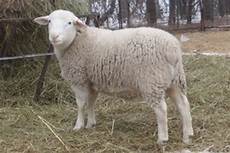 Coat Lamb