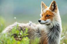 Coat Long Fox