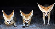 Fox Fur